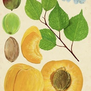 Apricot Study II