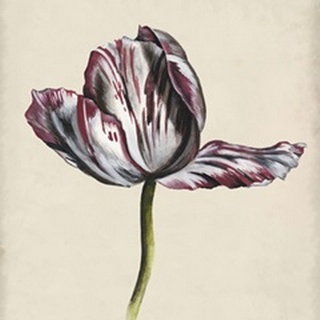 Antique Tulip Study II