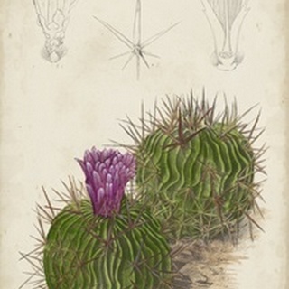 Antique Cactus II