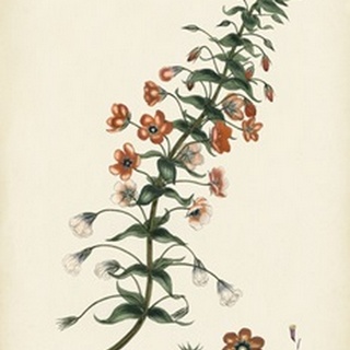 Splendors of Botany V