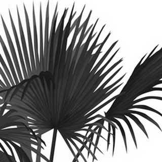 Fan Palm 1, Black On White