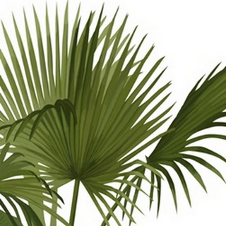 Fan Palm 1, Green on White