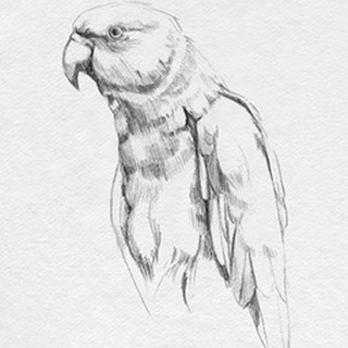 Parrot Portrait I