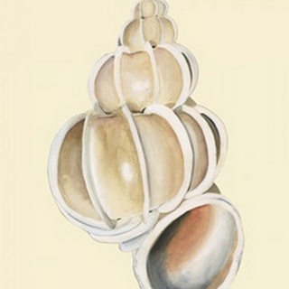 Neutral-Toned Seashells II