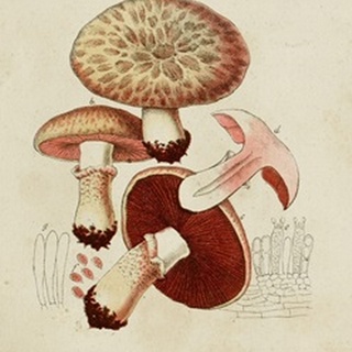Mushroom Varieties II