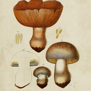 Mushroom Varieties I