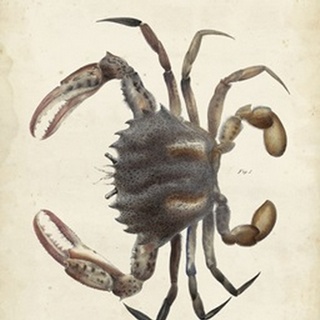 Vintage Crab I