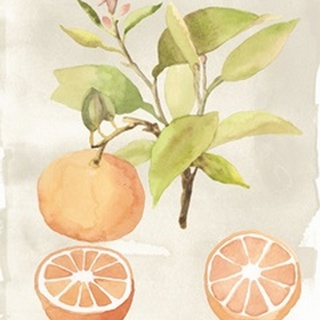 Watercolor Fruit V