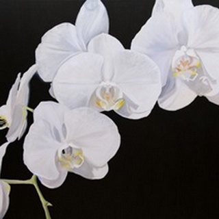 Dramatic Orchids I