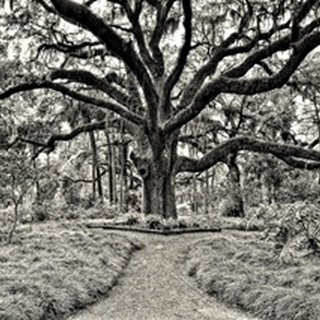Florida Tree