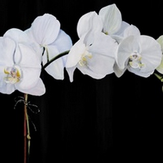 Dramatic Orchids II