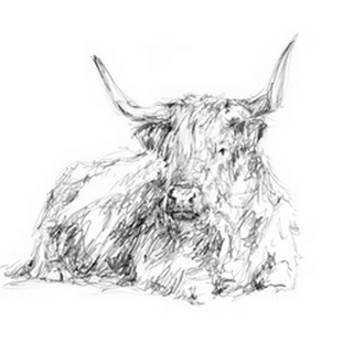 Highland Cattle Sketch I