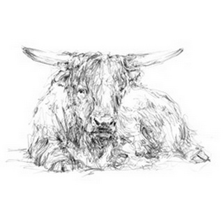 Highland Cattle Sketch II