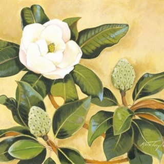 Southern Magnolia II