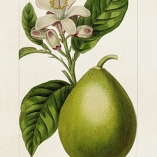 Antique Citrus Fruit IV