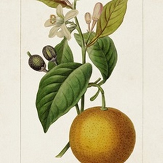 Antique Citrus Fruit II