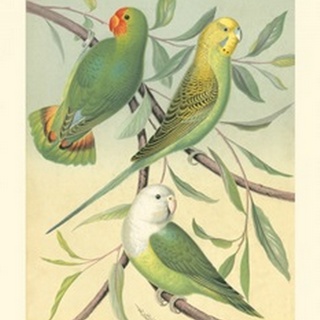 Cassell's Parakeets I