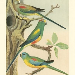 Cassell's Parakeets II