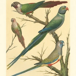 Cassell's Parakeets III