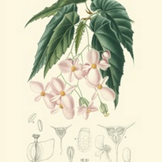 Floral Botanique III