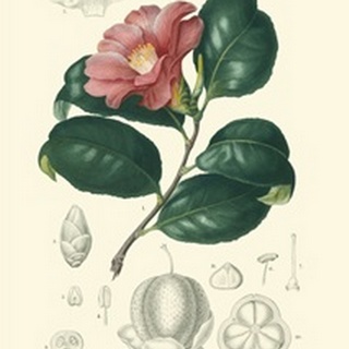 Floral Botanique II