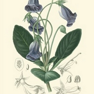 Floral Botanique I