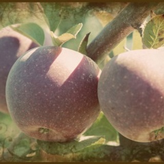 Vintage Apples I