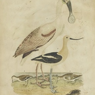 Embellished Spoonbill and Sandpipers