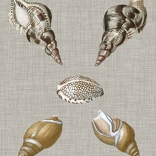 Shells on Linen IV
