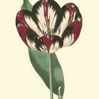 Antique Tulip IV
