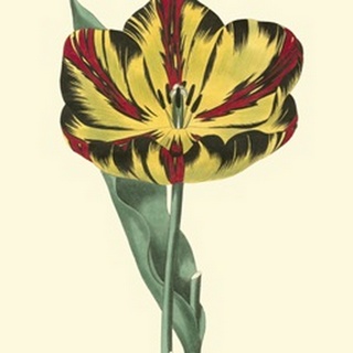 Antique Tulip I