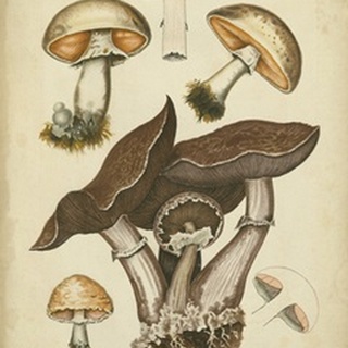 Antique Mushrooms II