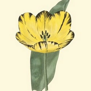 Antique Tulip II