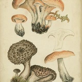 Antique Mushrooms I