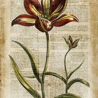 Antiquarian Tulips I