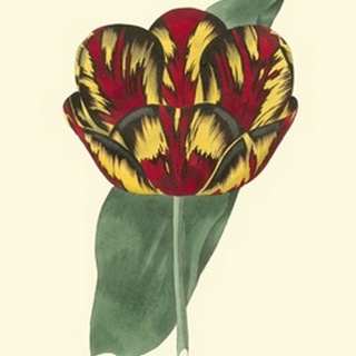 Antique Tulip III