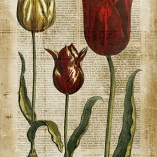 Antiquarian Tulips II