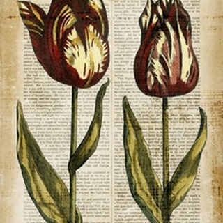Antiquarian Tulips III