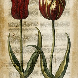 Antiquarian Tulips IV