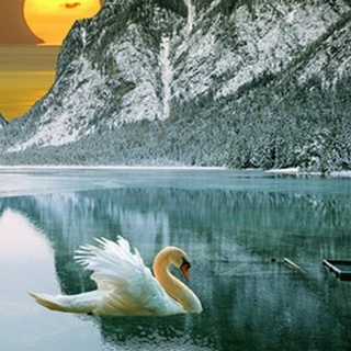 Swan at Dawn II