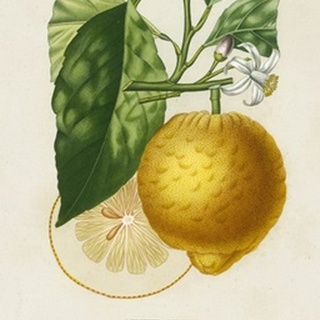 French Lemon Botanical I