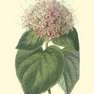 Fragrant Clerodendron