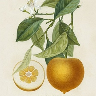 French Orange Botanical I