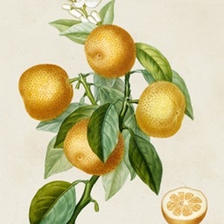 French Orange Botanical III