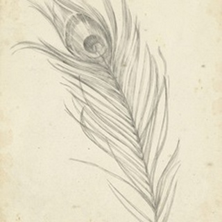 Peacock Feather Sketch I