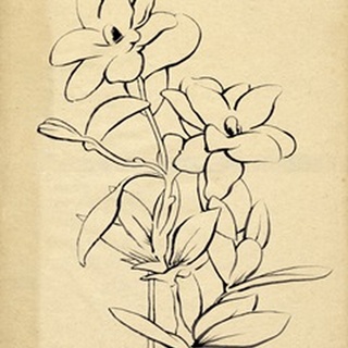 Magnolia Sketch I