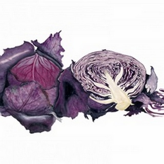 Watercolor Purple Cabbage
