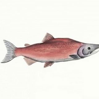 Watercolor Deep Sea Fish III