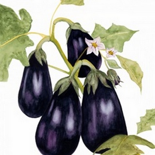 Watercolor Eggplant