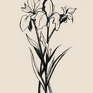 Iris Sketch II